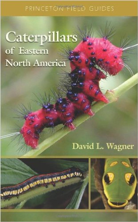 Caterpillars of Eastern North America: A Guide to Identification and Natural History Cover