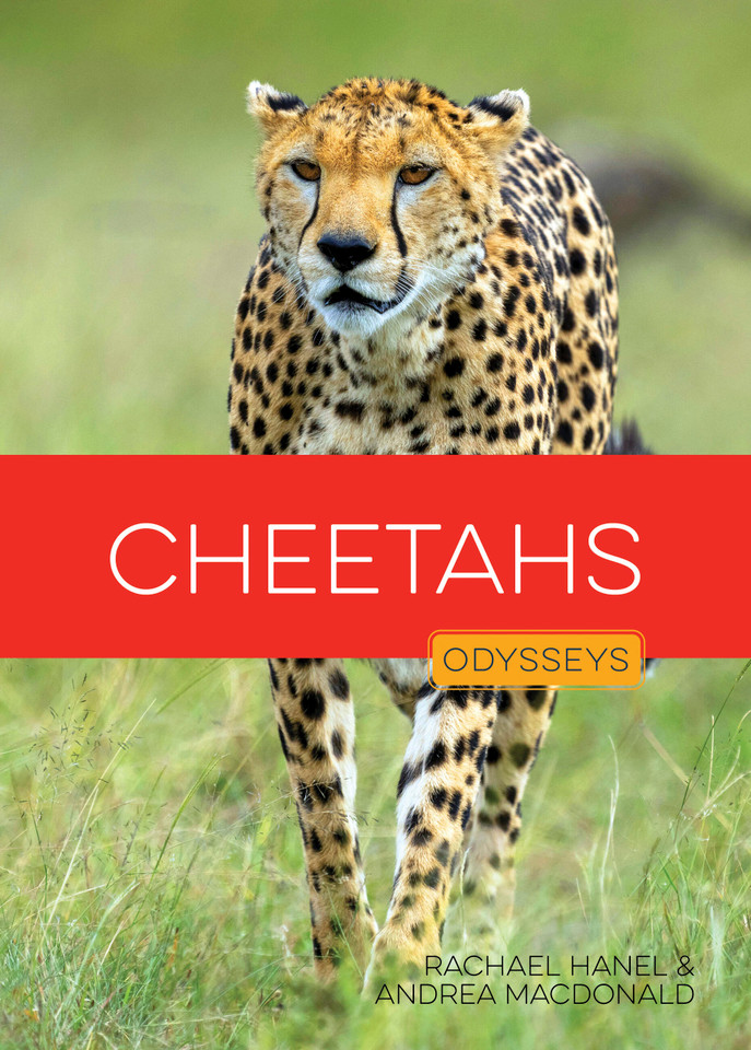 Cheetahs (Odysseys in the Wild) book cover by Rachael Hanel