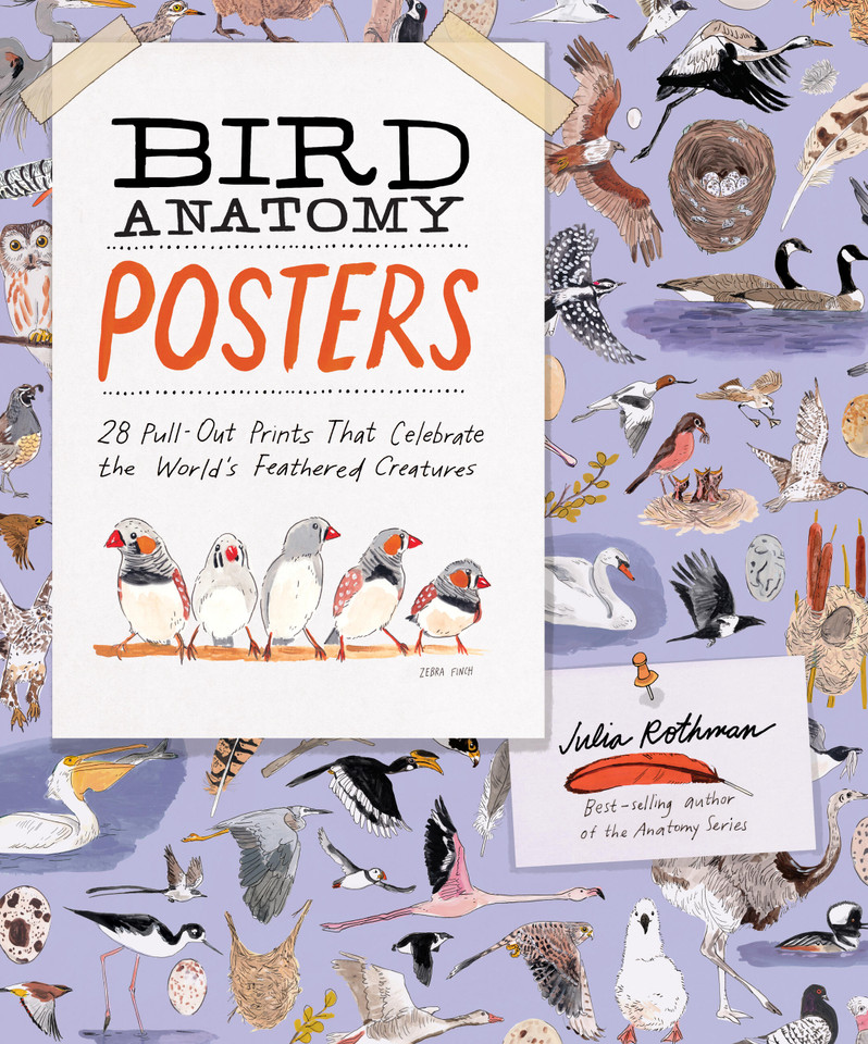 Bird Anatomy Posters: 28 Pull-Out Prints That Celebrate the World's Feathered Creatures (Anatomy) book cover by Julia Rothman