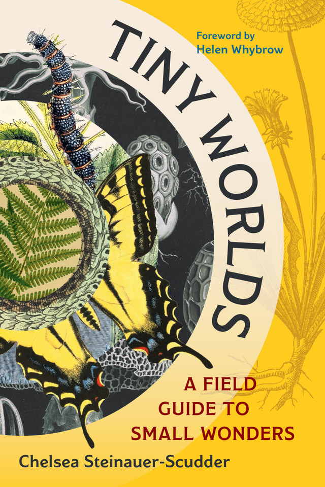 Tiny Worlds: A Field Guide to Small Wonders book cover by Chelsea Steinauer-Scudder