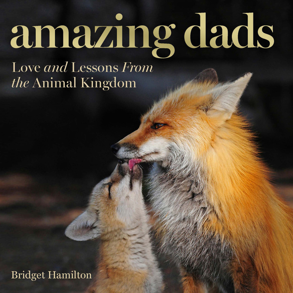 Amazing Dads: Love and Lessons From the Animal Kingdom book cover by Bridget Hamilton