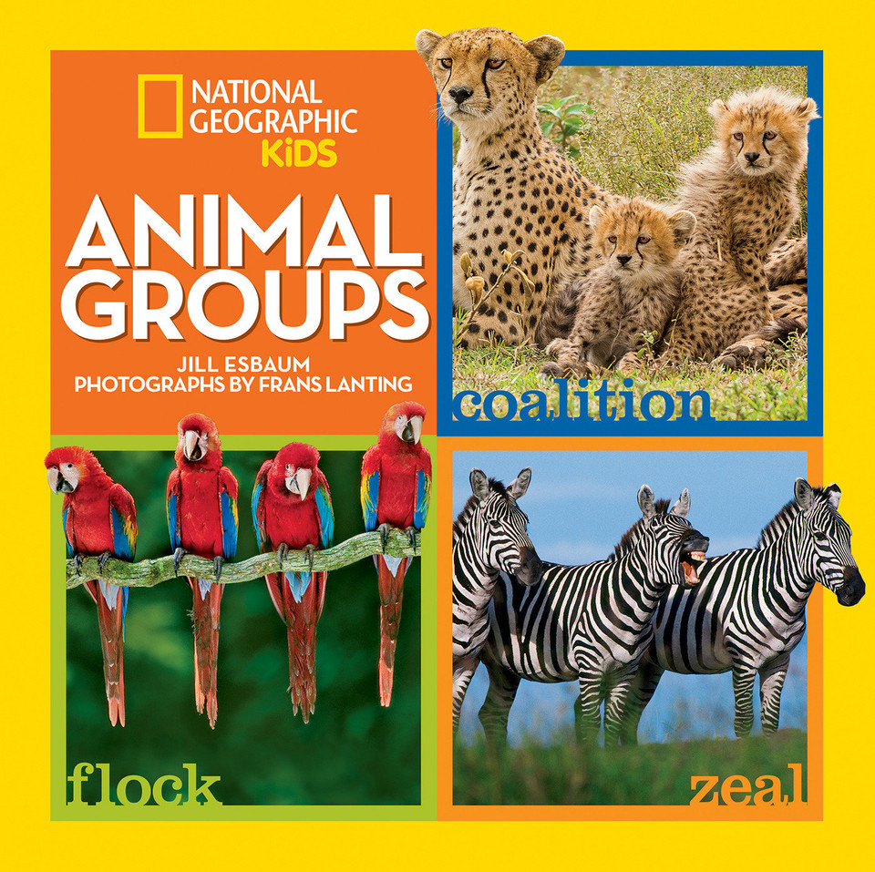 Animal Groups book cover by Jill Esbaum