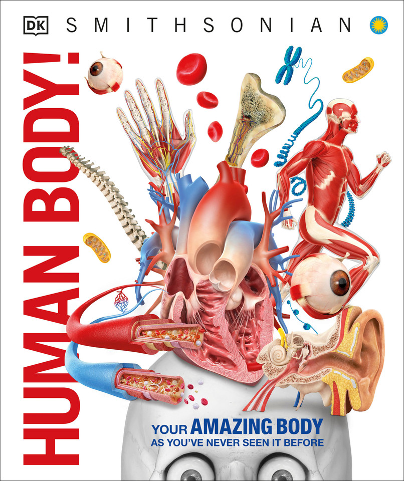 Knowledge Encyclopedia Human Body! (DK Knowledge Encyclopedias) book cover by DK