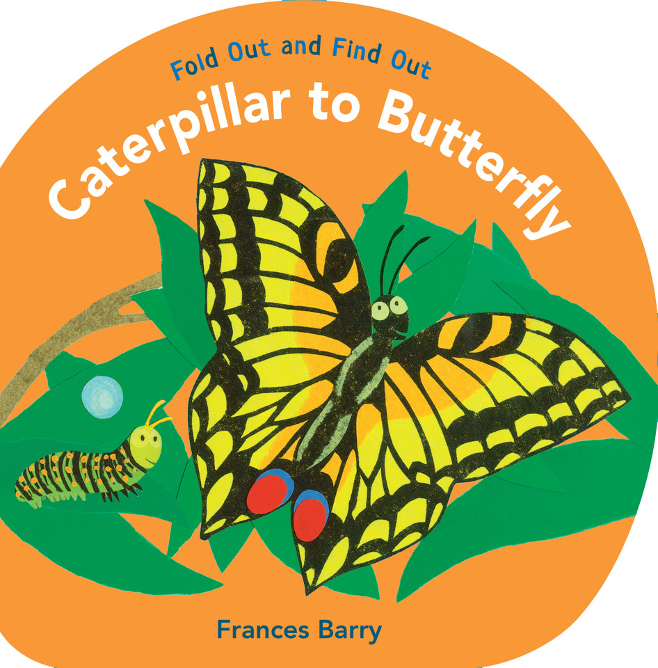 Caterpillar to Butterfly: Fold Out and Find Out (Fold Out and Find Out) book cover by Frances Barry