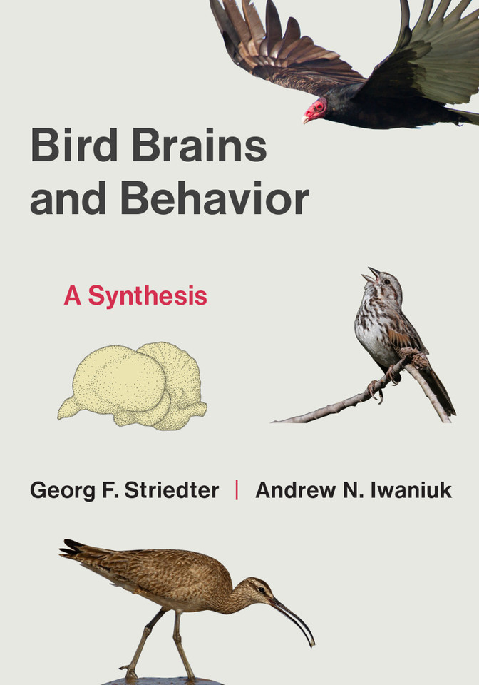 Bird Brains and Behavior: A Synthesis book cover by Georg F. Striedter, Andrew N. Iwaniuk