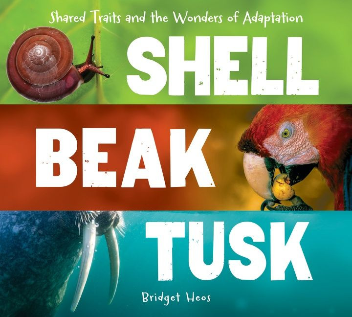 Shell, Beak, Tusk: Shared Traits and the Wonders of Adaptation book cover by Bridget Heos