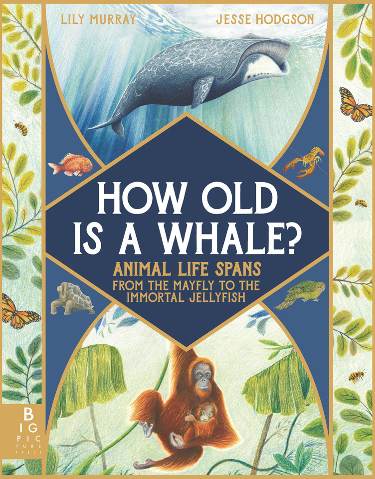 How Old Is a Whale?: Animal Life Spans from the Mayfly to the Immortal Jellyfish book cover by Lily Murray