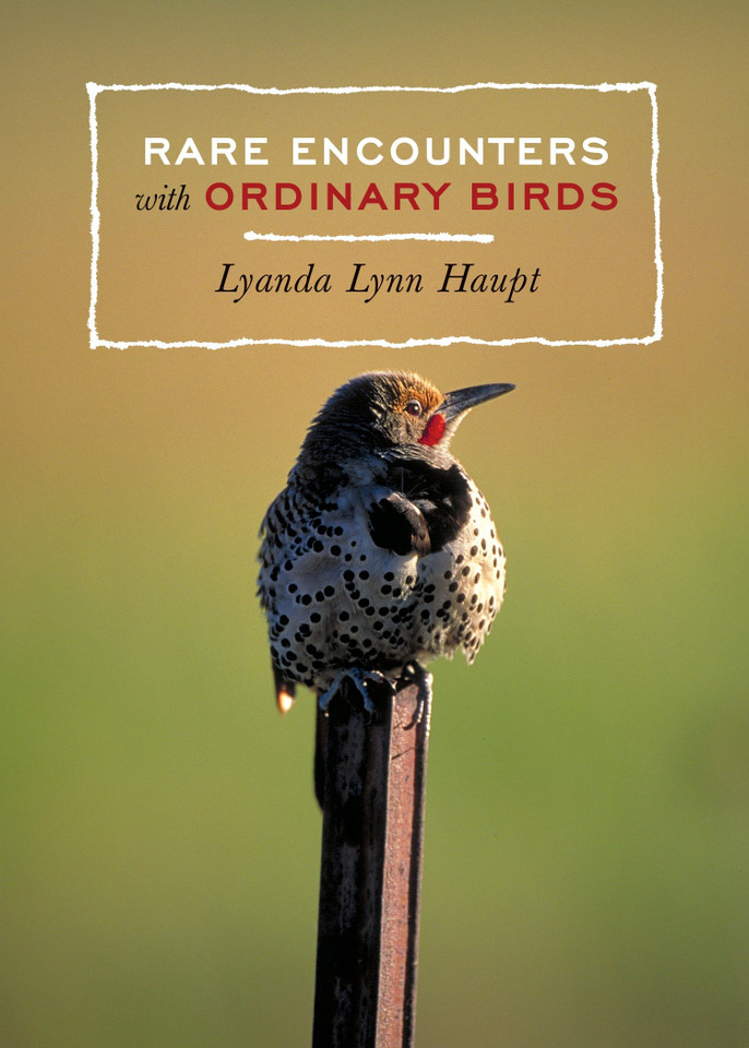 Rare Encounters with Ordinary Birds: A Bird Book for Adults book cover by Lyanda Lynn Haupt