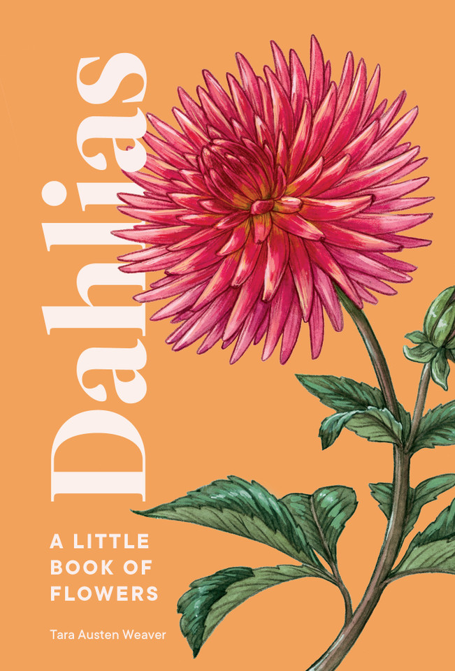 Dahlias: A Little Book of Flowers (Little Book of Natural Wonders) book cover by Tara Austen Weaver