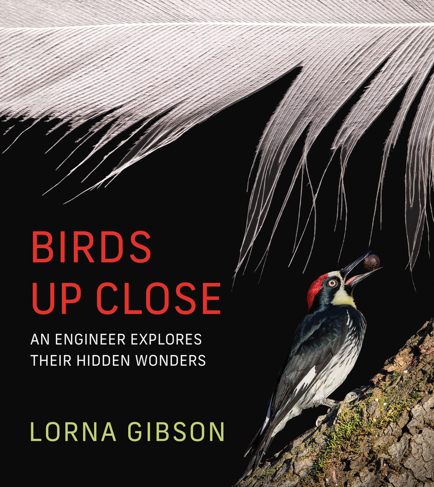 Birds Up Close: An Engineer Explores Their Hidden Wonders book cover by Lorna Gibson