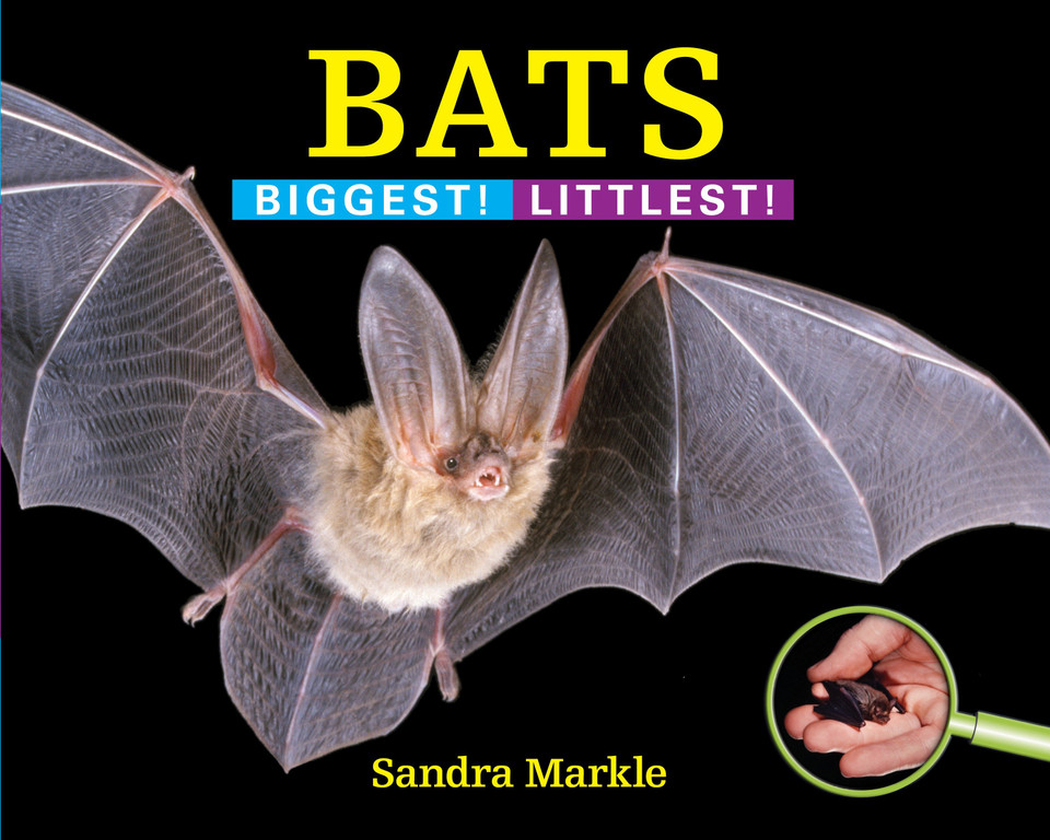 Bats: Biggest! Littlest! (Biggest! Littlest!) book cover by Sandra Markle