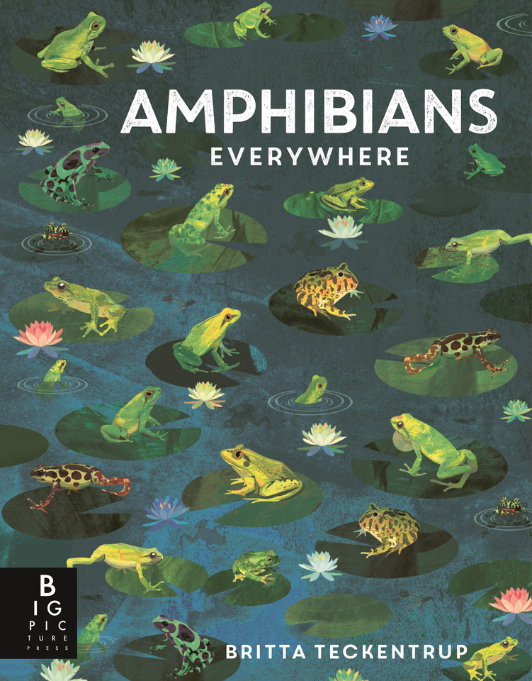 Amphibians Everywhere: (A Kids' Nonfiction Science and Nature Book About Frogs, Toads, Newts, Salamanders, and Habitats for Ages 6-9) (Animals Everywhere) book cover by Camilla De La Bedoyere