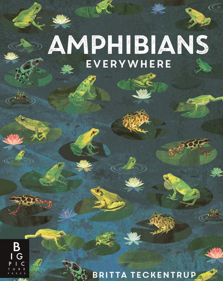 Amphibians Everywhere (Animals Everywhere) book cover by Camilla De La Bedoyere