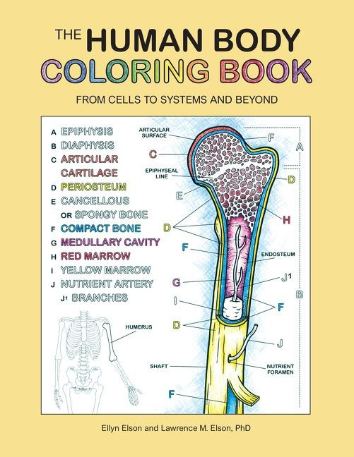 The Human Body Coloring Book: From Cells to Systems and Beyond (Coloring Concepts #15) book cover by Coloring Concepts Inc.