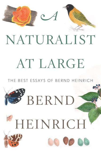 A Naturalist At Large: The Best Essays of Bernd Heinrich book cover by Bernd Heinrich