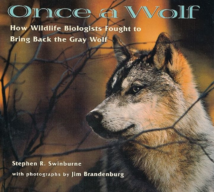 Once a Wolf: How Wildlife Biologists Fought to Bring Back the Gray Wolf (Scientists in the Field) book cover by Stephen Swinburne