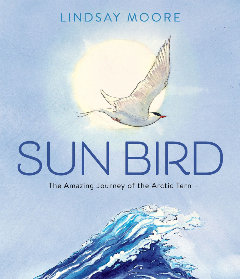 Sun Bird: The Amazing Journey of the Arctic Tern book cover by Lindsay Moore