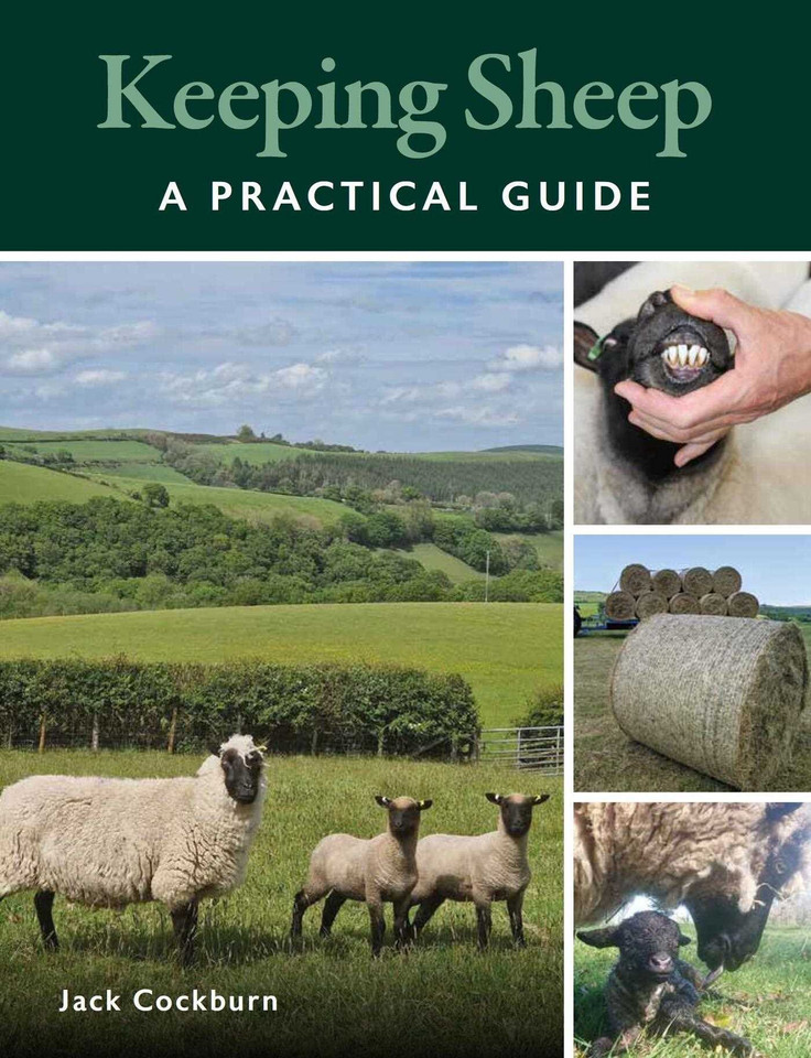 Keeping Sheep book cover by Jack Cockburn