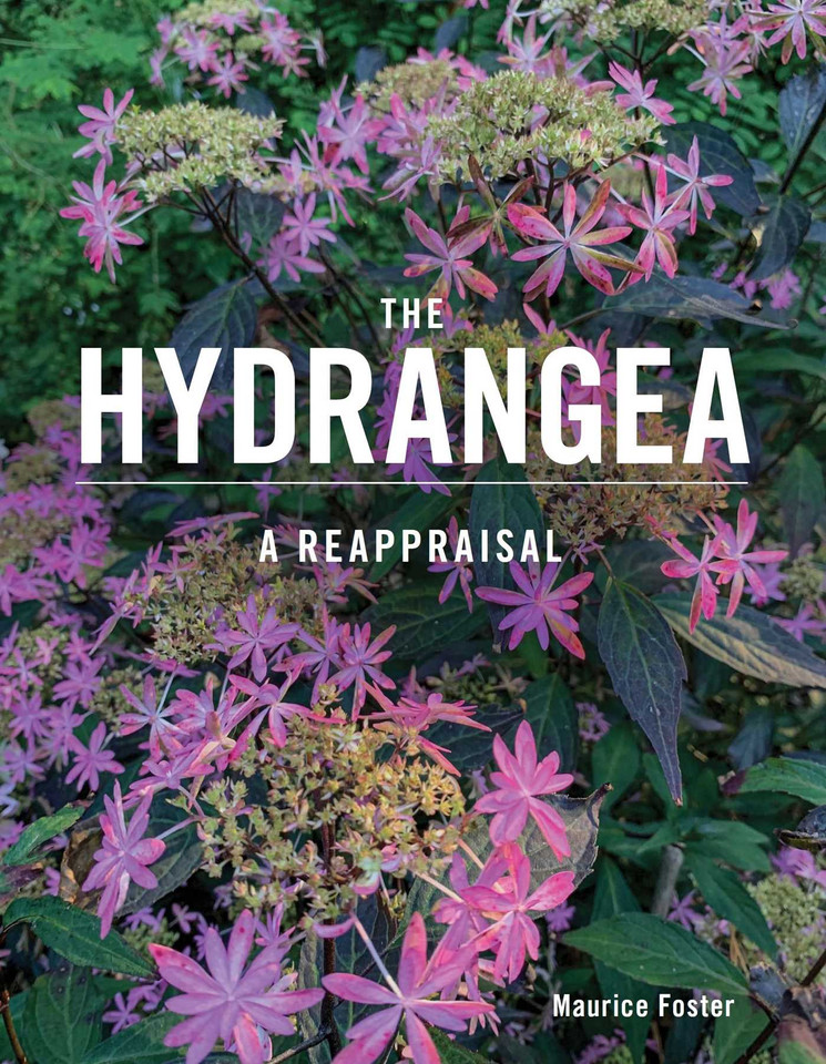 The Hydrangea: A Reappraisal book cover by Maurice Foster