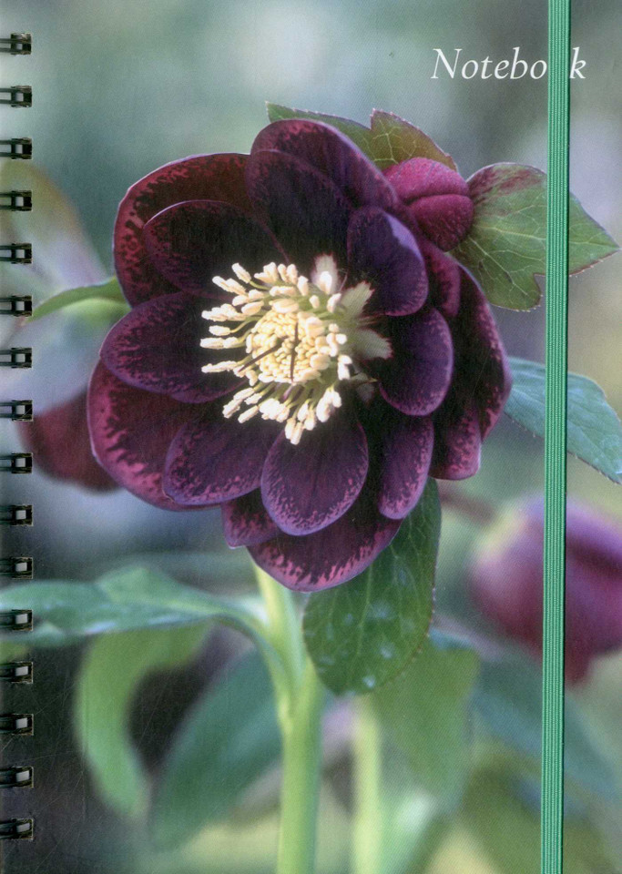 Notebook (Hellebore) book cover by Peony Press