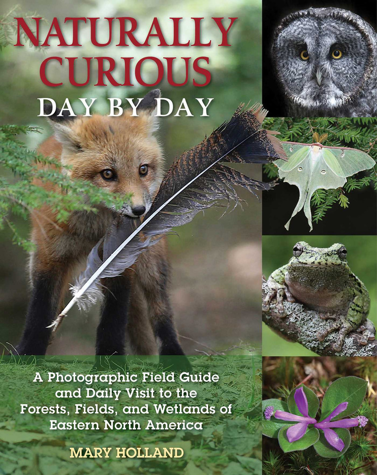 Naturally Curious Day by Day: A Photographic Field Guide and Daily Visit to the Forests, Fields, and Wetlands of Eastern North America book cover by Mary Holland