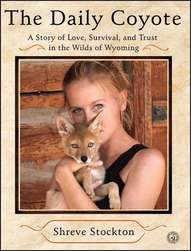 The Daily Coyote: A Story of Love, Survival, and Trust in the Wilds of Wyoming book cover by Shreve Stockton