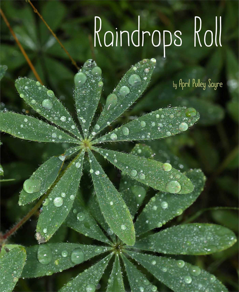 Raindrops Roll (Weather Walks) book cover by April Pulley Sayre