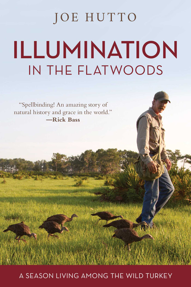 Illumination in the Flatwoods: A Season Living Among the Wild Turkey book cover by Joe Hutto