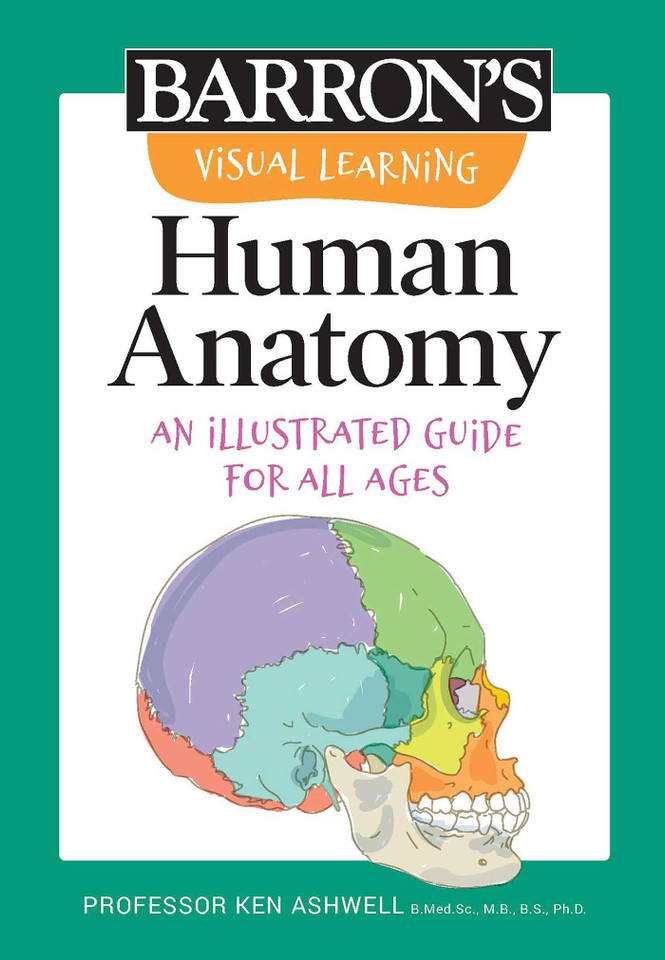 Visual Learning: Human Anatomy: An illustrated guide for all ages (Barron's Visual Learning) book cover by Ken Ashwell