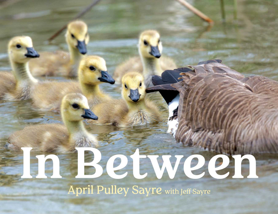 In Between book cover by April Pulley Sayre
