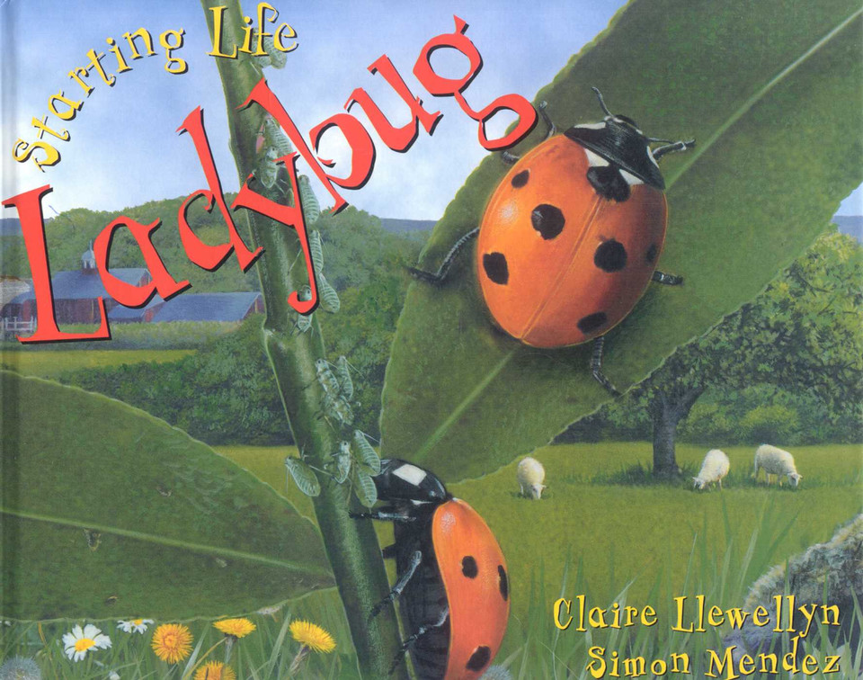 Starting Life: Ladybug (Starting Life) book cover by Claire Llewellyn