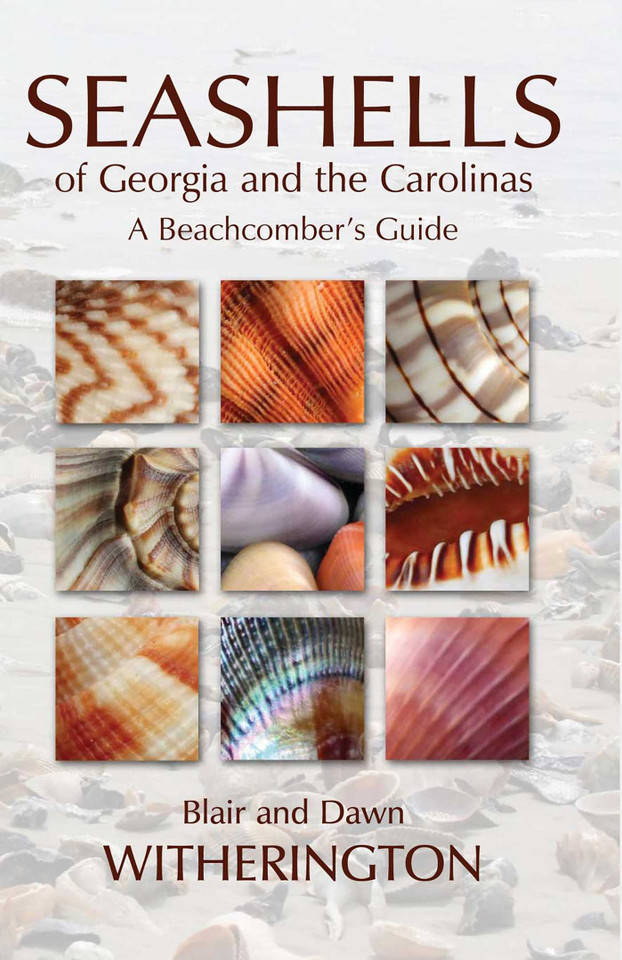 Seashells of Georgia and the Carolinas book cover by Blair Witherington, Dawn Witherington