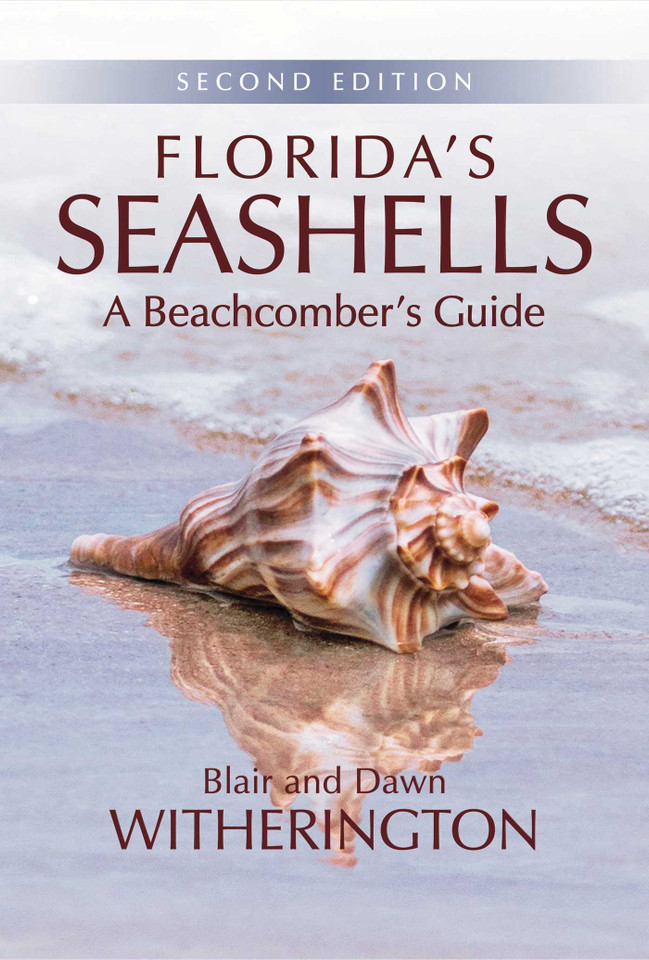 Florida's Seashells: A Beachcomber's Guide book cover by Blair Witherington