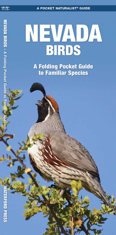 Nevada Birds: A Folding Pocket Guide to Familiar Species (Wildlife and Nature Identification) book cover by James Kavanagh