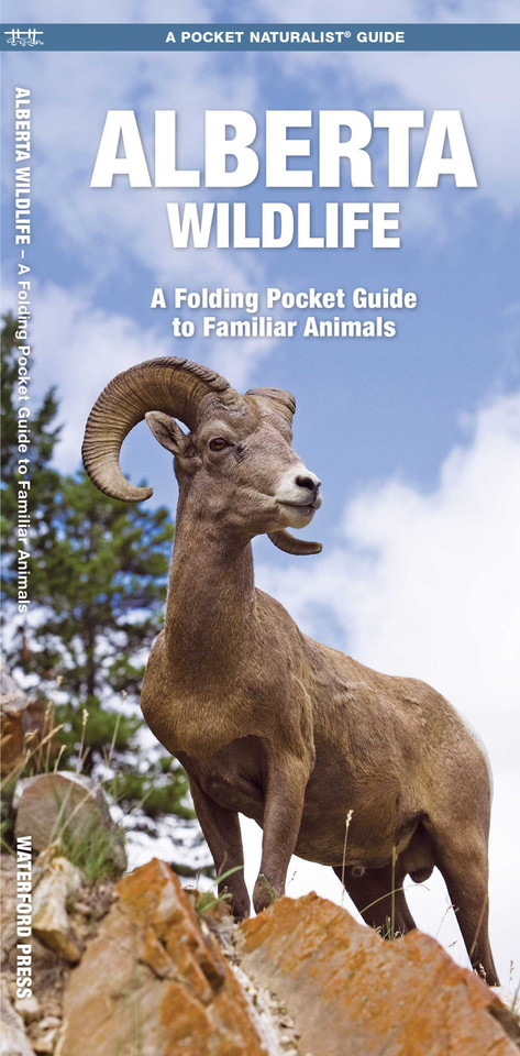 Alberta Wildlife: A Folding Pocket Guide to Familiar Animals (Wildlife and Nature Identification) book cover by James Kavanagh, Waterford Press