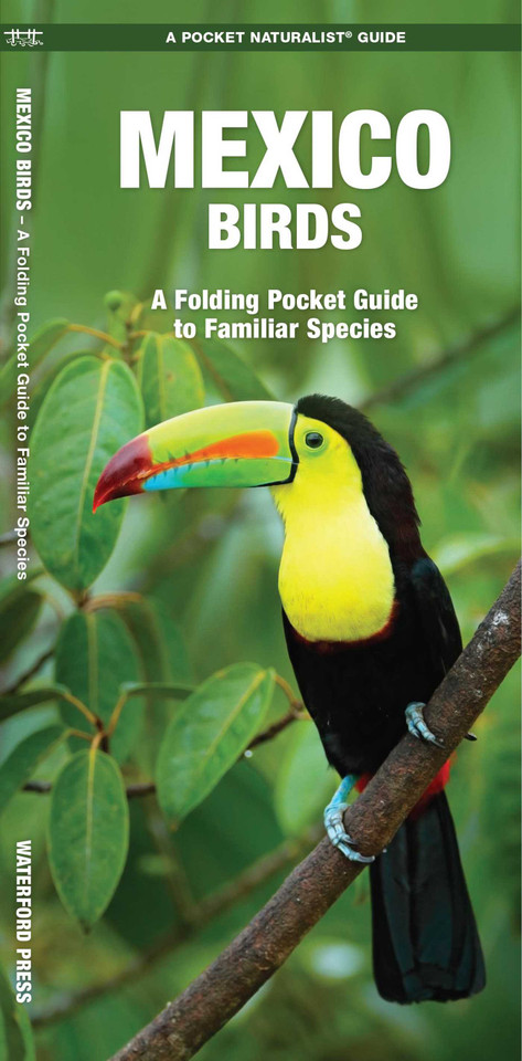 Mexico Birds: A Folding Pocket Guide to Familiar Species (Wildlife and Nature Identification) book cover by James Kavanagh