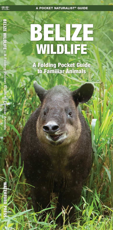 Belize Wildlife: A Folding Pocket Guide to Familiar Animals (Nature Observation International) book cover by James Kavanagh, Waterford Press