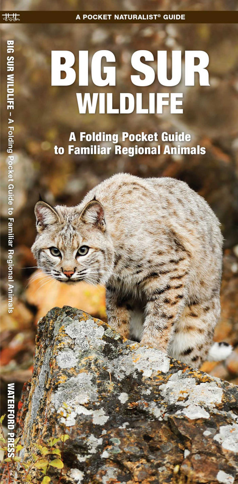 Big Sur Wildlife: A Folding Pocket Guide to Familiar Regional Animals (Wildlife and Nature Identification) book cover by James Kavanagh
