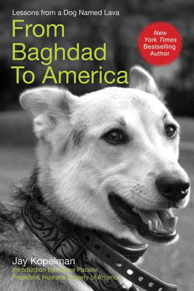 From Baghdad to America: Life after War for a Marine and His Rescued Dog book cover by Jay Kopelman