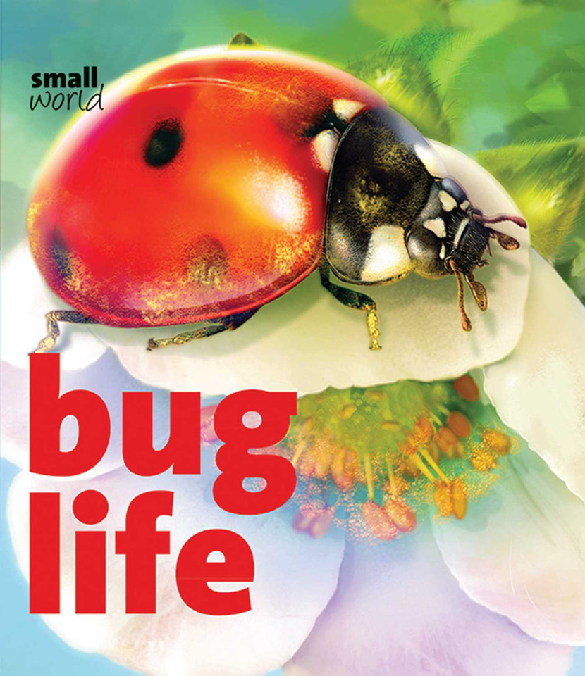 Bug Life book cover by Lynette Evans