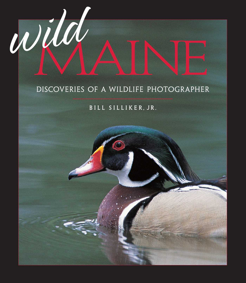 Wild Maine: Discoveries of a Wildlife Photographer book cover by Bill Silliker