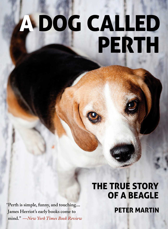 A Dog Called Perth: The True Story of a Beagle book cover by Peter Martin