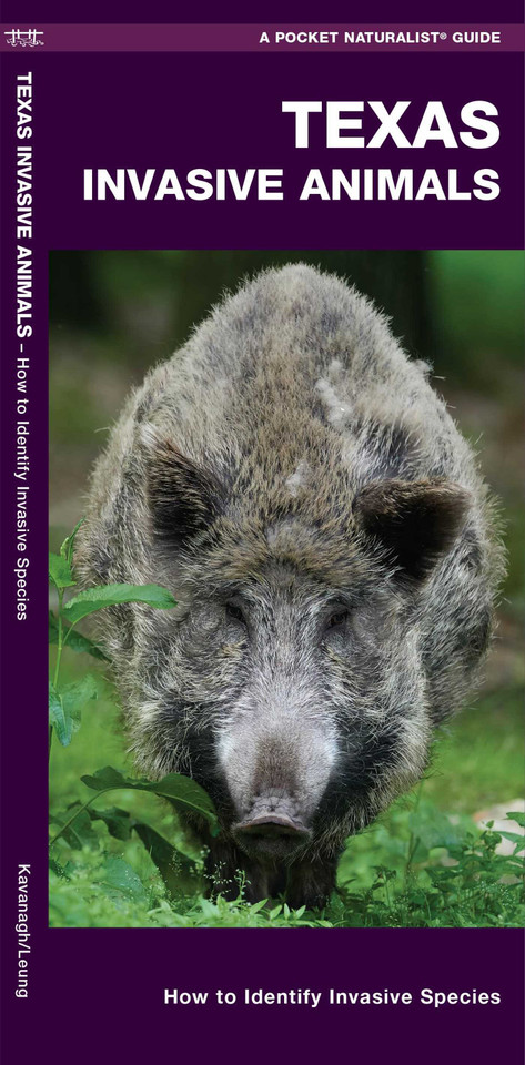 Texas Invasive Animals: How to Identify Invasive Species (Wildlife and Nature Identification) book cover by James Kavanagh