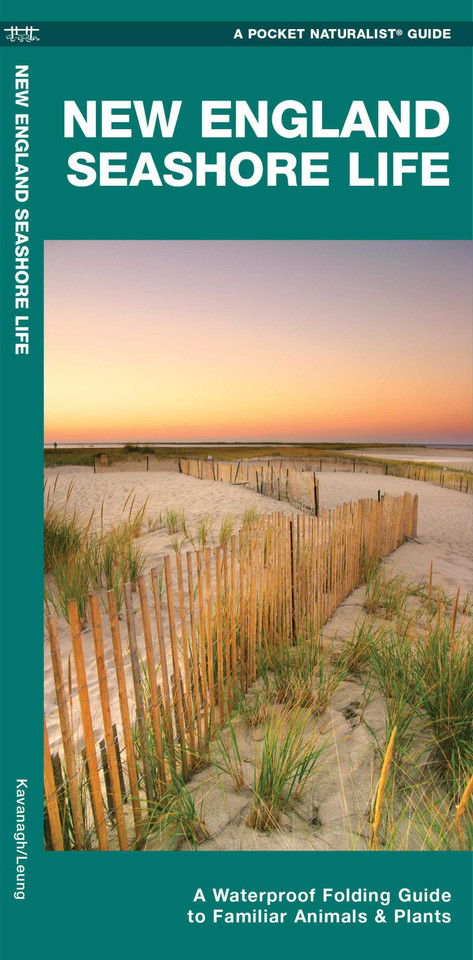 New England Seashore Life (Nature Observation North America) book cover by J.M. Kavanagh