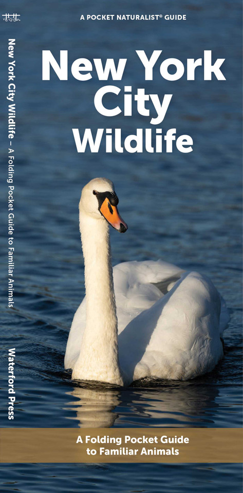 New York City Wildlife (Nature Observation North America) book cover by J.M. Kavanagh