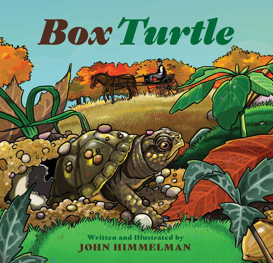 Box Turtle book cover by John Himmelman
