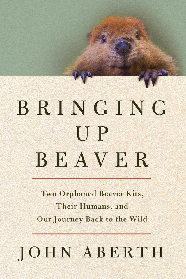 Bringing Up Beaver: Two Orphaned Beaver Kits, Their Humans, and Our Journey Back to the Wild book cover by John  Aberth