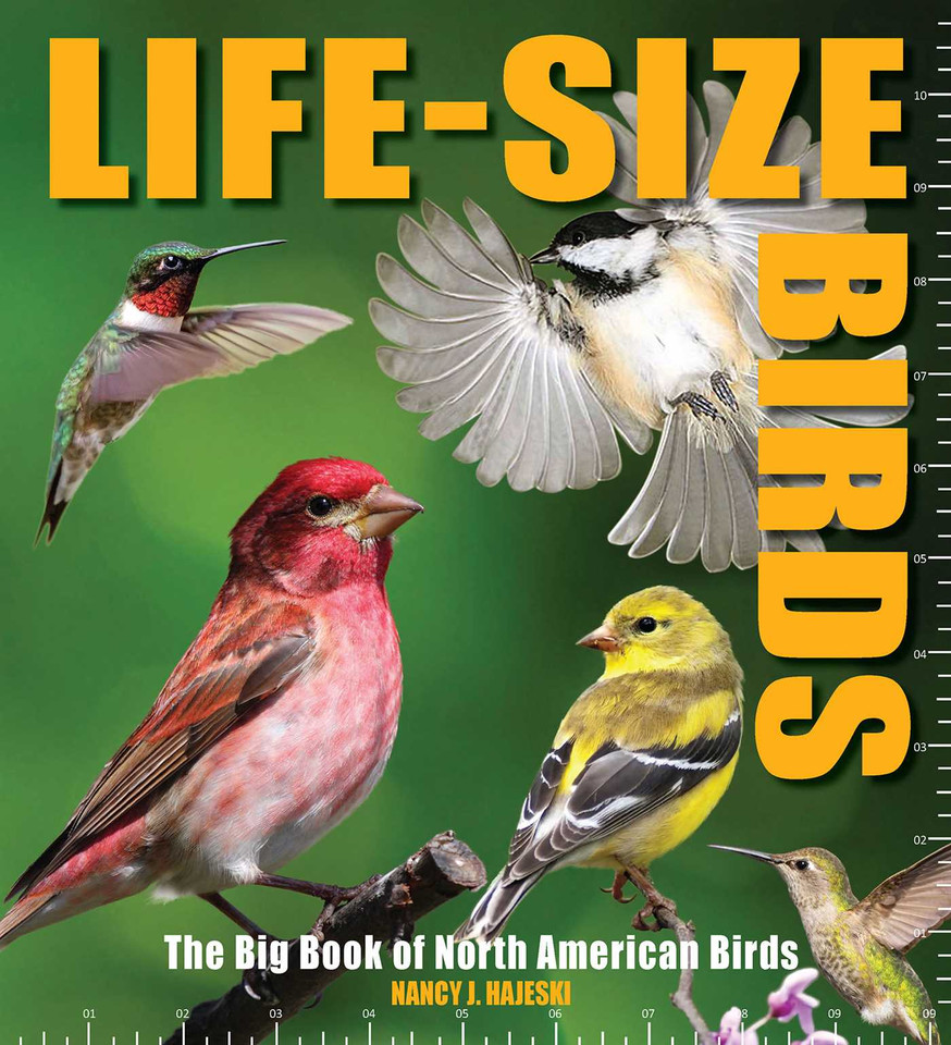 Life-Size Birds: The Big Book of North American Birds book cover by Nancy J. Hajeski