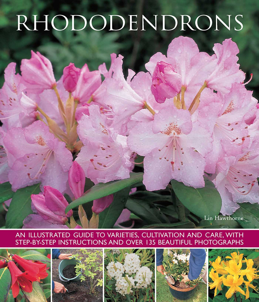 Rhododendrons: An illustrated guide to varieties, cultivation and care, with step-by-step instructions and over 135 beautiful photographs book cover by Lin Hawthorne