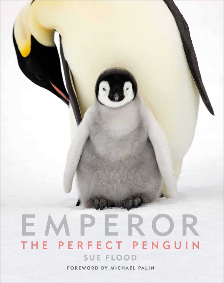 Emperor: The Perfect Penguin book cover by Sue Flood